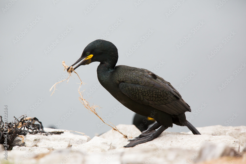 Fototapeta premium European Shag (Phalacrocorax aristotelis) at nest site, sharing nesting material