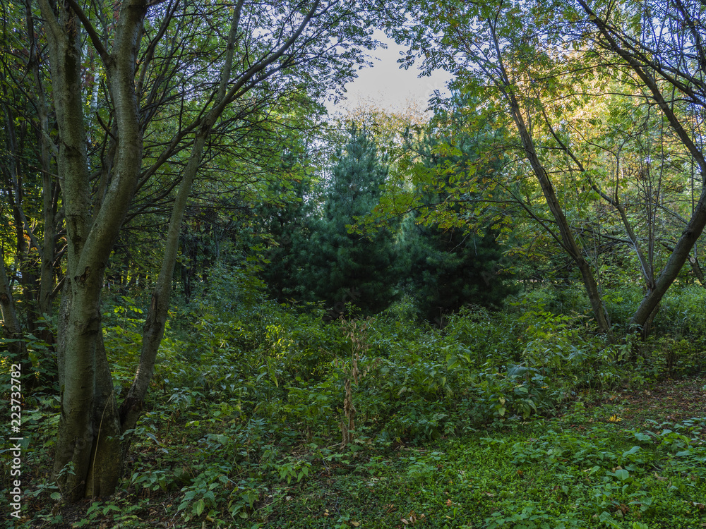 Spruce in autumn forest