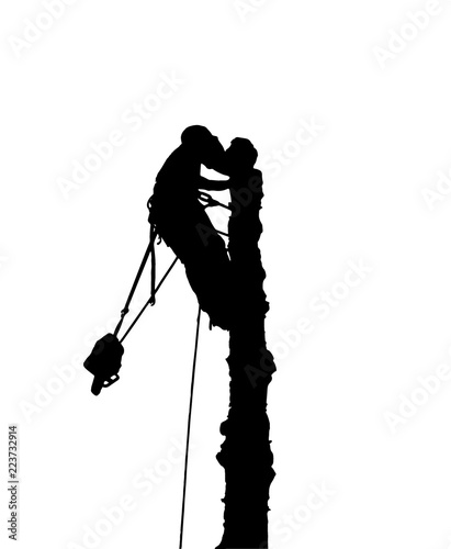Silhouette of a tree surgeon at the top of a tree with a chainsaw.He has a safety harness and ropes
