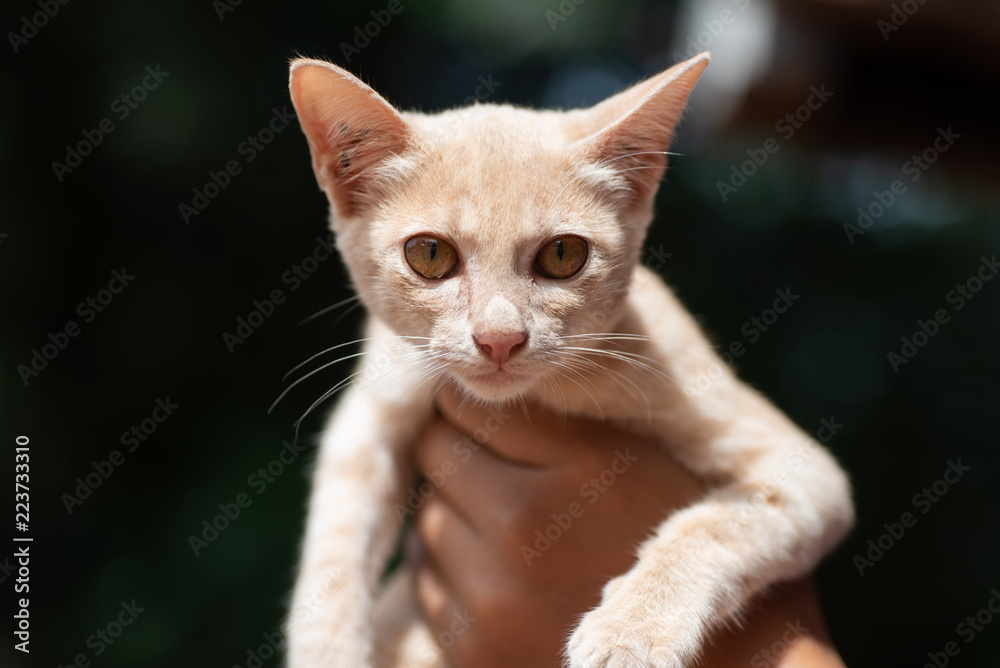 Cute kitten is holding by hand, pet at home