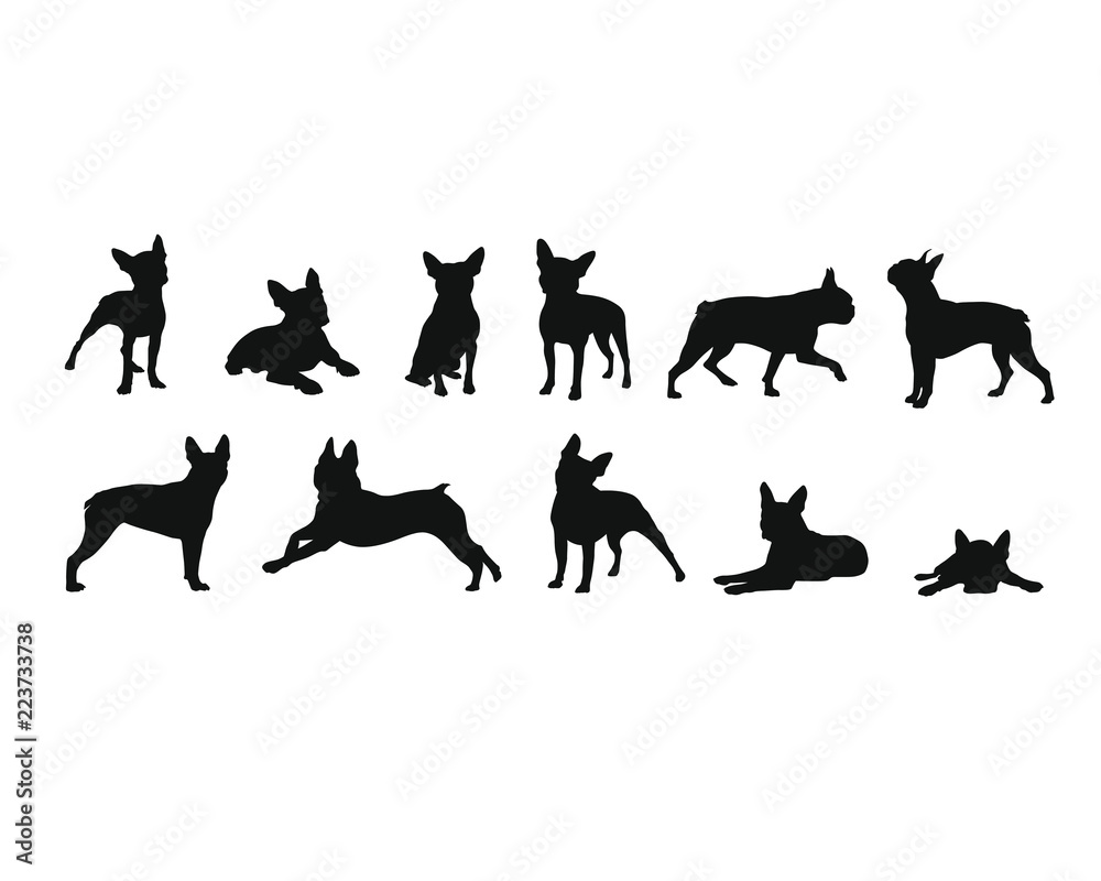 Boston Terrier - Silhouetten Boston Terrier - Silhouetten