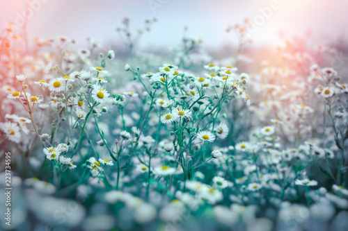 Beautiful flowering meadow flower, daisy flower in meadow