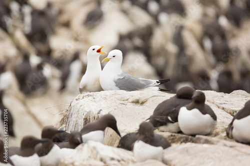 Black - legged kittiwake (Rissa tridactyla) at breeding colony, on nest, calling and displaying