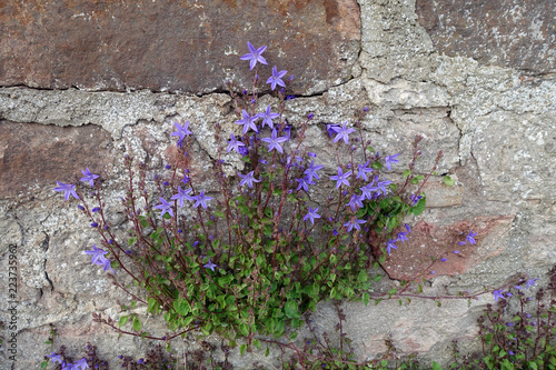 Mauerblümchen - Campanula patula in einer Mauer photo