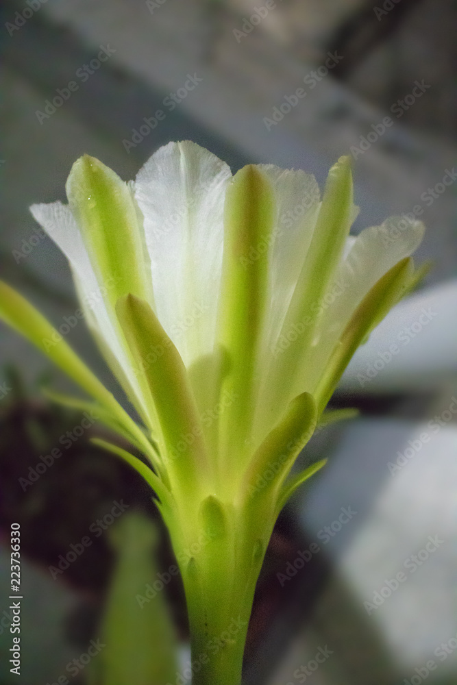 Obraz premium Cactus Flower