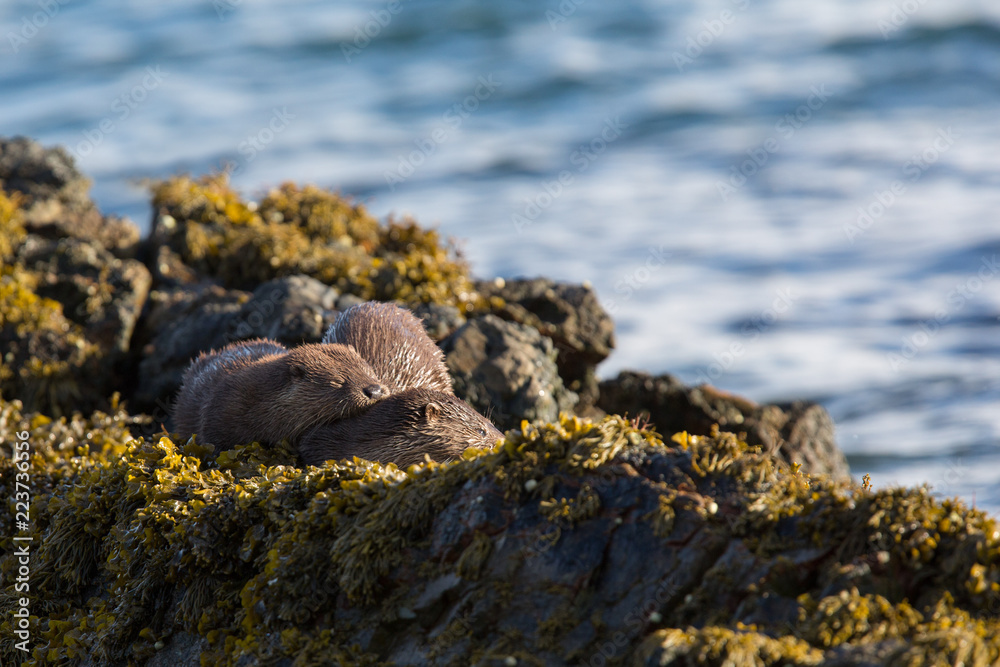 young Euasian otter (Lutara lutara) resting together on rocks and seaweed young Euasian otter (Lutara lutara) resting together on rocks and seaweed