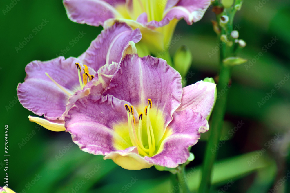 フジミコウゲンキスゲ 薄紫の花アップ Stock Photo Adobe Stock