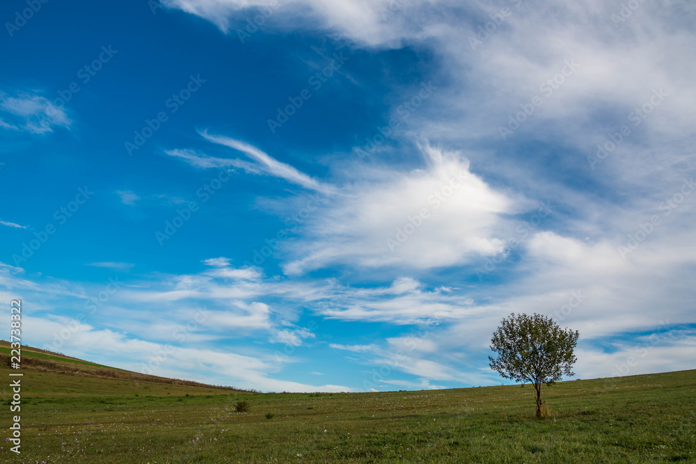 Obraz premium Single young tree on green field, pink autumn flowers on the foreground, (Colchicum autumnale) beautiful washed white clouds on blue sky.