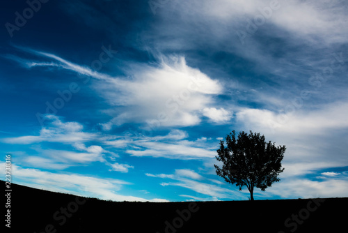 Silhouette of a young single tree  dramatic  vibrant blue sky with white clouds minimalist landscape image.