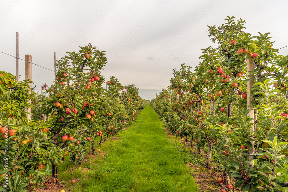 Ripe red apples ready to be picked in a modern Dutch apple orchard