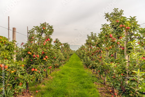 Obraz na płótnie Ripe red apples ready to be picked in a modern Dutch apple orchard w salonie