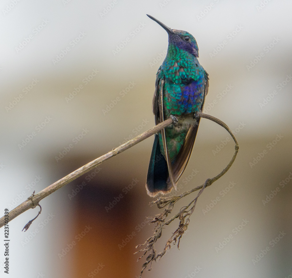 Obraz premium Hummingbird sits on a brach, Ecuador