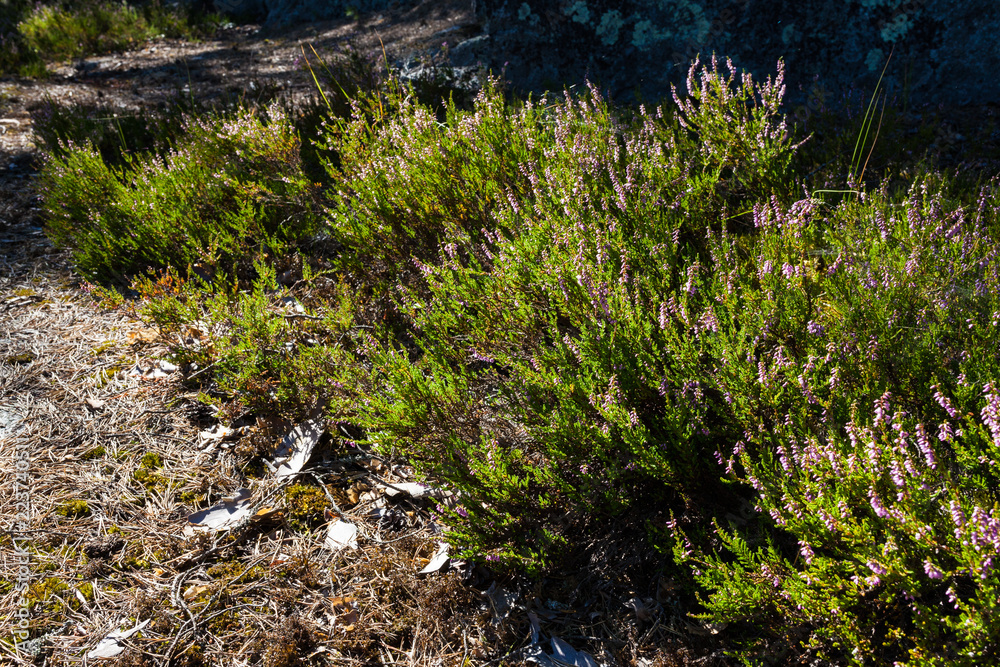 Flowering calluna vulgaris in forest at sunlight Flowering calluna vulgaris in forest at sunlight