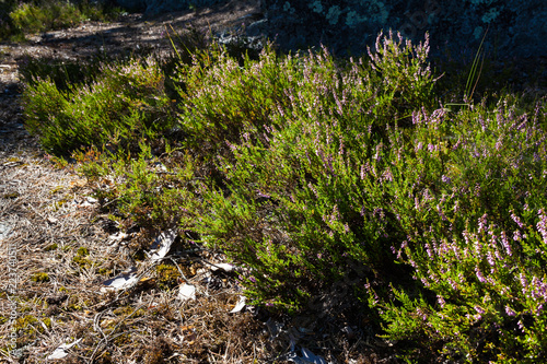 Fototapeta Naklejka Na Ścianę i Meble -  Flowering calluna vulgaris in forest at sunlight