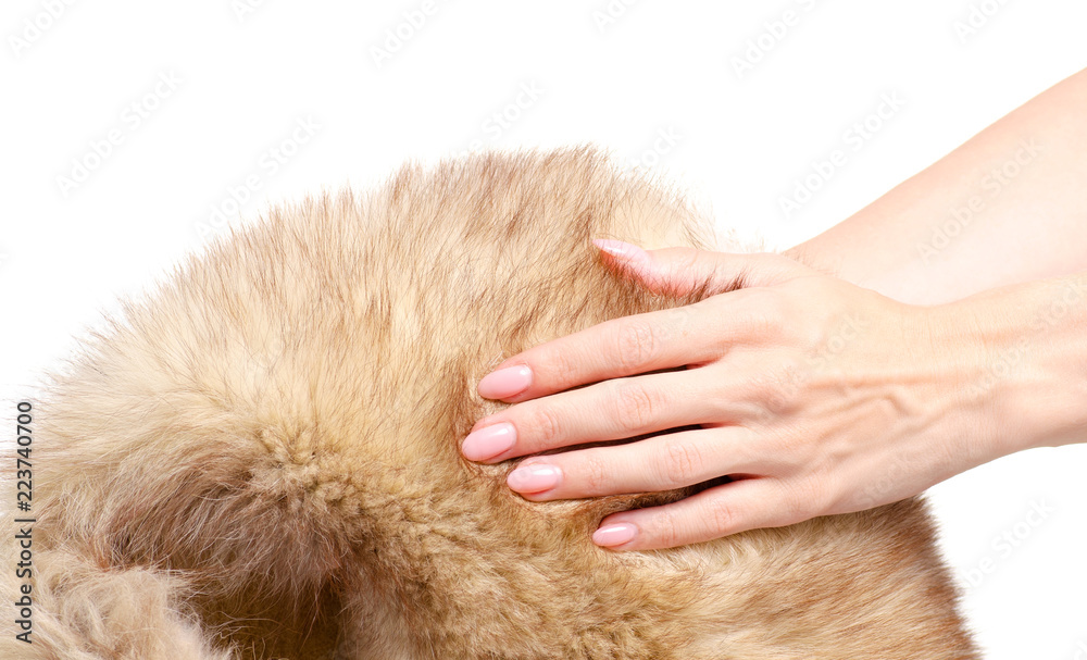 Skin fur with arctic fox in hand on white background isolation Skin fur with arctic fox in hand on white background isolation