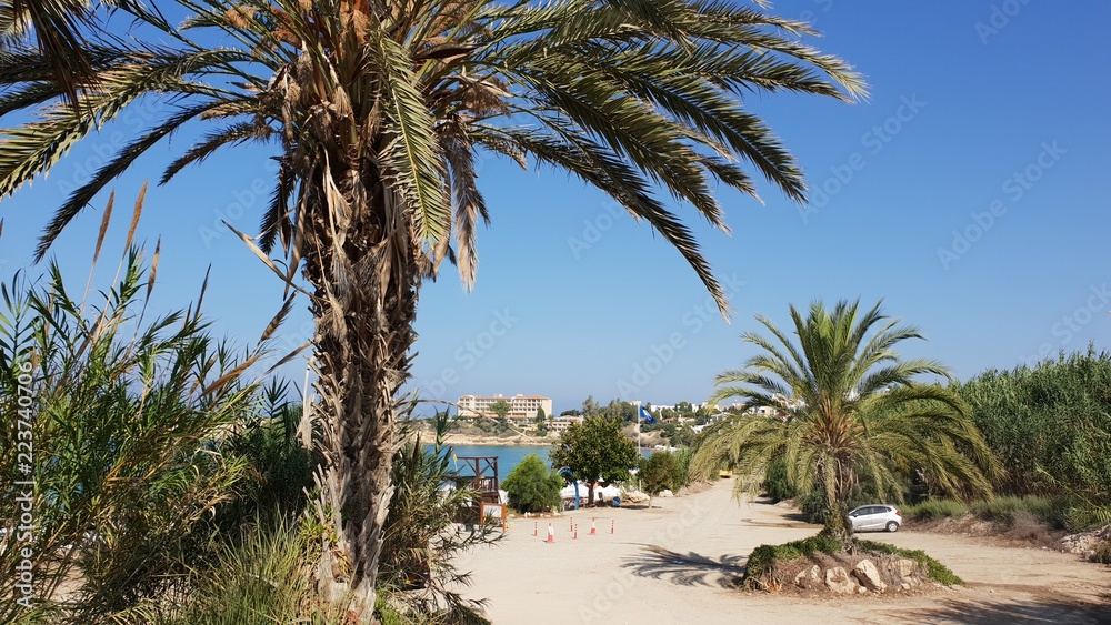 Obraz premium palm trees on the beach