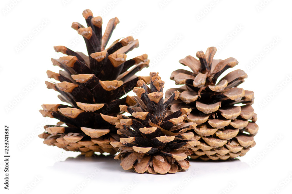 Cones brown forest on white background isolation Cones brown forest on white background isolation