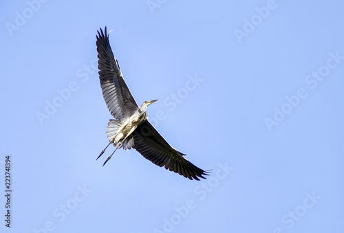 The grey heron  Ardea cinerea   is a long-legged predatory wading bird of the heron family  fly in the sky.