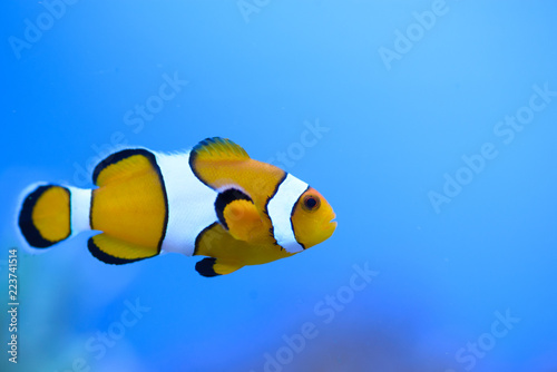 Valokuva The false clownfish (Amphiprion ocellaris), swimsh in front of a blue background, in a marine aquarium