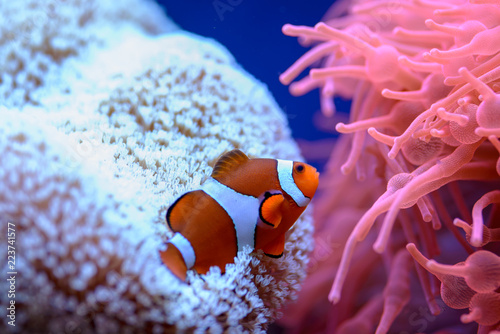 The orange clownfish (Amphiprion percula), swims among the corals in a marine aquarium.
