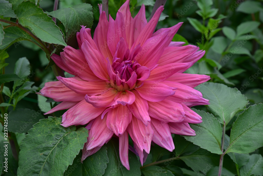 Dahlia rose Dahlia rose