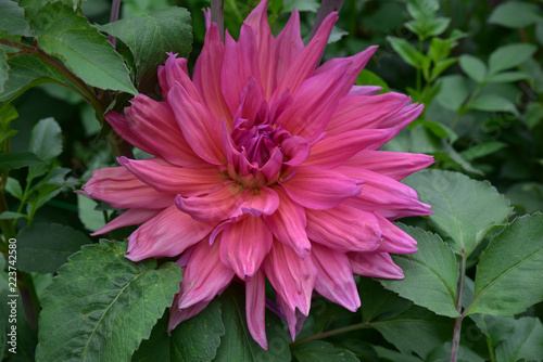 Fototapeta Naklejka Na Ścianę i Meble -  Dahlia rose