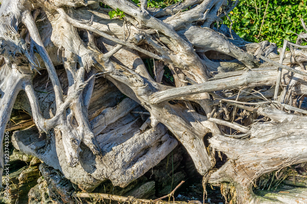 Tangled Driftwood Closeup 3