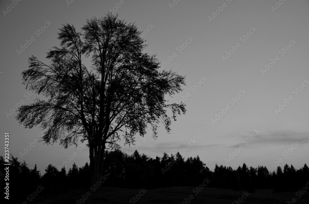 Baumsilhouette in der Abenddämmerung in Schwarz Weiß Baumsilhouette in der Abenddämmerung in Schwarz Weiß