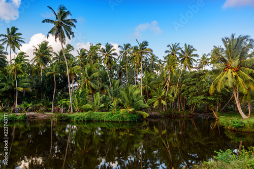 pond in wild jungles