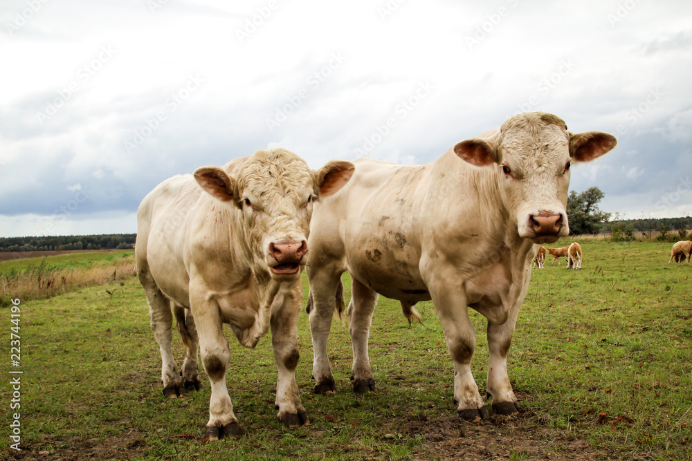 Rind, Rinder, Kuh, Kühe auf der Weide, Koppel