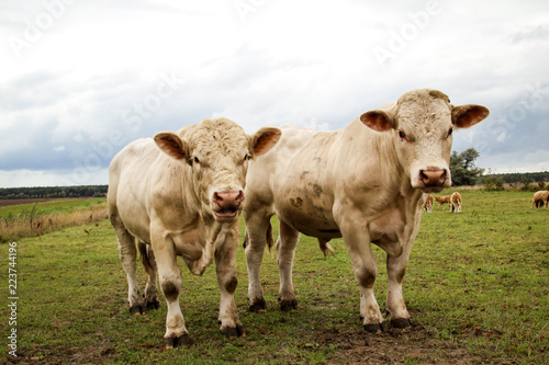 Rind, Rinder, Kuh, Kühe auf der Weide, Koppel