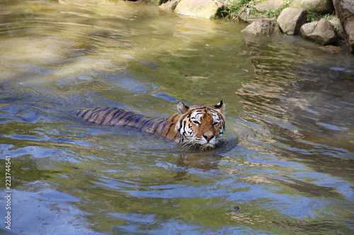 Fototapeta Naklejka Na Ścianę i Meble -  Tiger schwimmt im Wasser