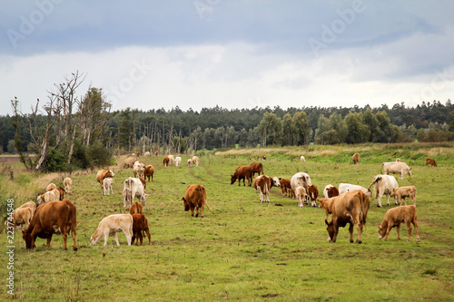 Rind, Rinder, Kuh, Kühe auf der Weide, Koppel © boedefeld1969