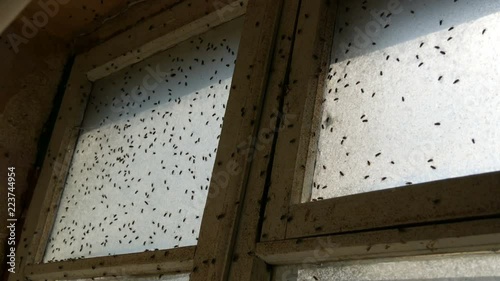 Lot of housefly or Musca domestica that fly on an old dirty vintage abandoned window. Many house fly swarming in a house