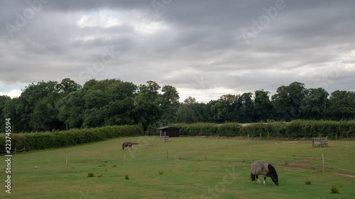 Horses Grazing in the Field