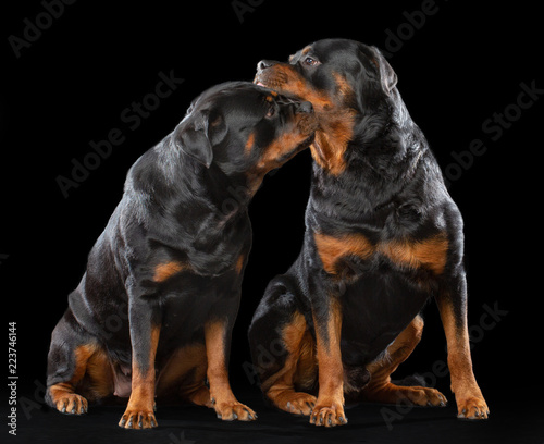 Rottweiler Dog  Isolated  on Black Background in studio