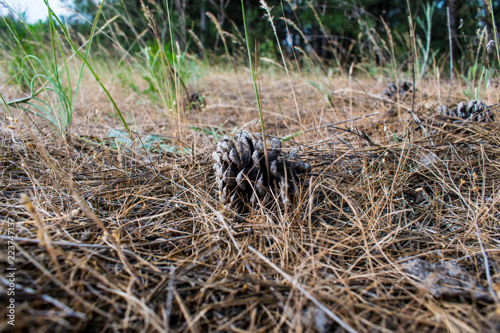 Forest, Pine, brown and dry, pine cone, in dry grass, in hay, on sandy soil. Background in forest with green trees. Forest, Pine, brown and dry, pine cone, in dry grass, in hay, on sandy soil. Background in forest with green trees.