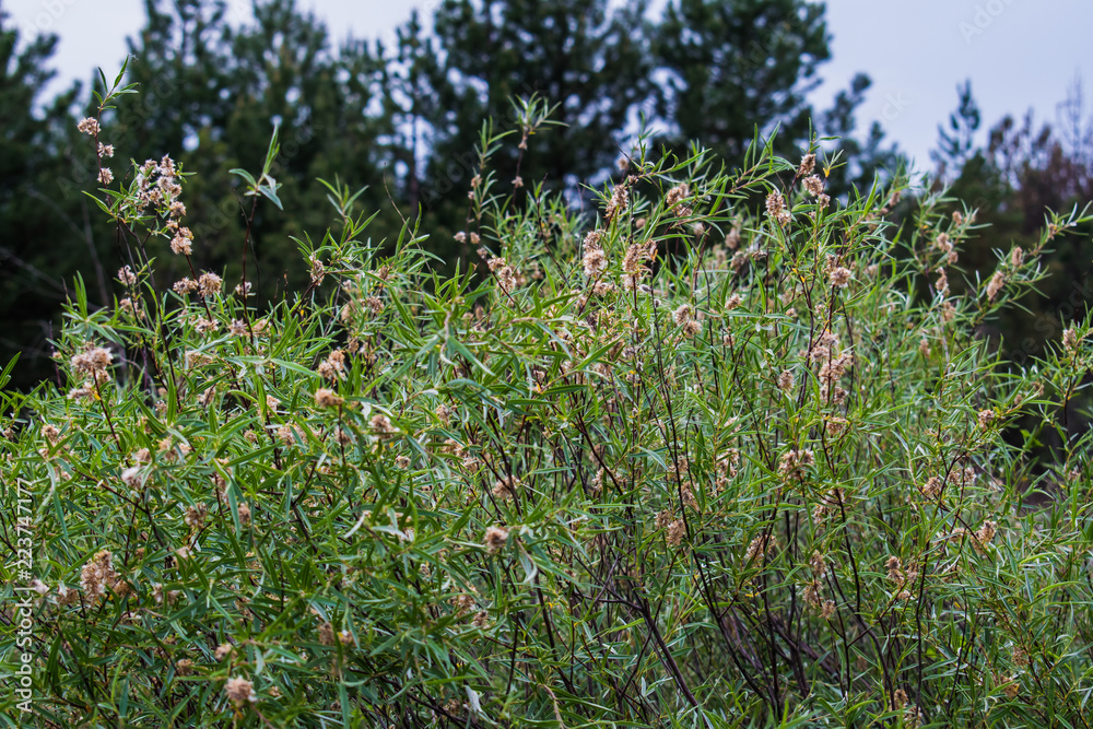 Herbaceous vegetation in nature. Green shrub. Wormwood with small, long, elongated leaves, under the open sky. Spring view. Herbaceous vegetation in nature. Green shrub. Wormwood with small, long, elongated leaves, under the open sky. Spring view.