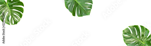 Monstera leaves isolated white background Floral banner