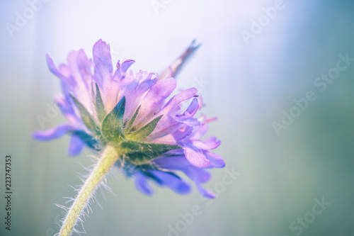 Close-up detailed photo of a purple wildflower
