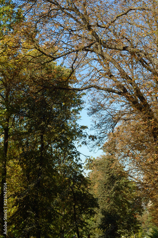 Yellowing trees in the autumn city park