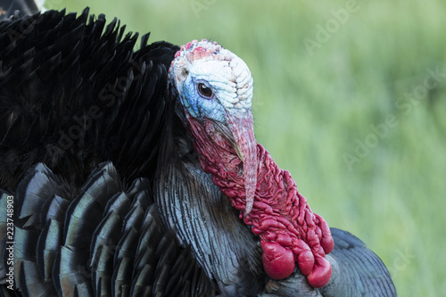 Slika na platnu Tom Turkey waiting for females during mating season