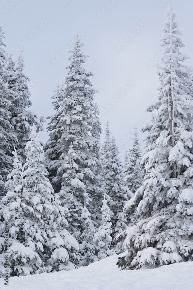 Snow covered trees in the Pacific Northwest