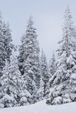 Snow covered trees in the Pacific Northwest