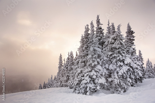 Snowy trees during sunset in the Pacific Northwest © Patricia Thomas 