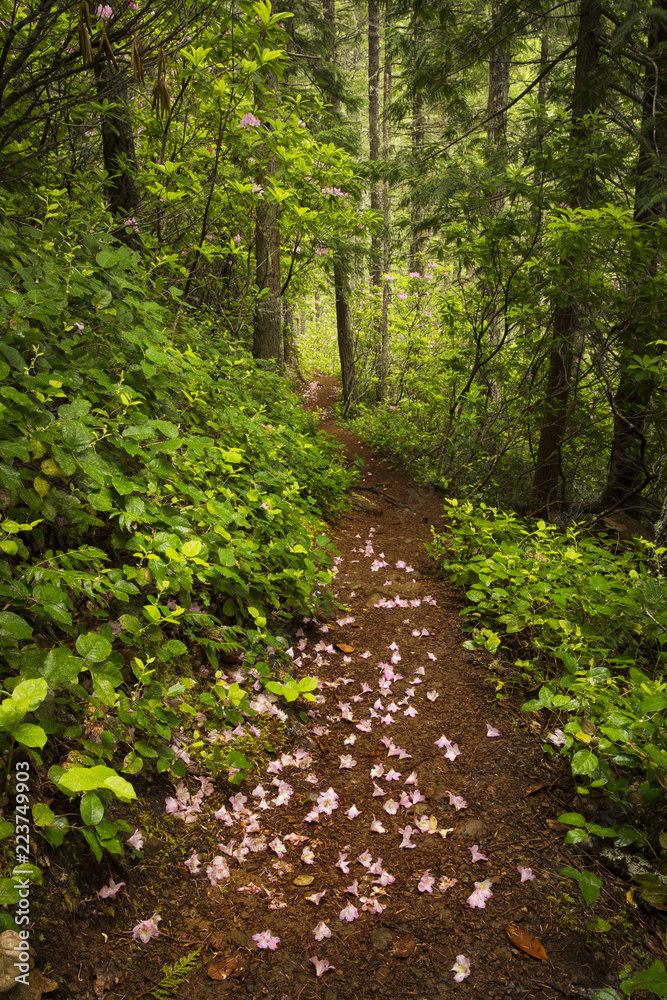 Wild rhododendrons fill the forest in the Pacific Northwest during the springtime Wild rhododendrons fill the forest in the Pacific Northwest during the springtime