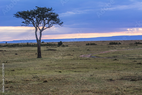 Obraz Krajobraz Masai Mara