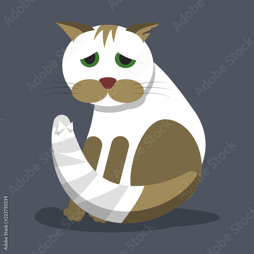 A wounded homeless cat cat with a bandaged tail and a torn ear.