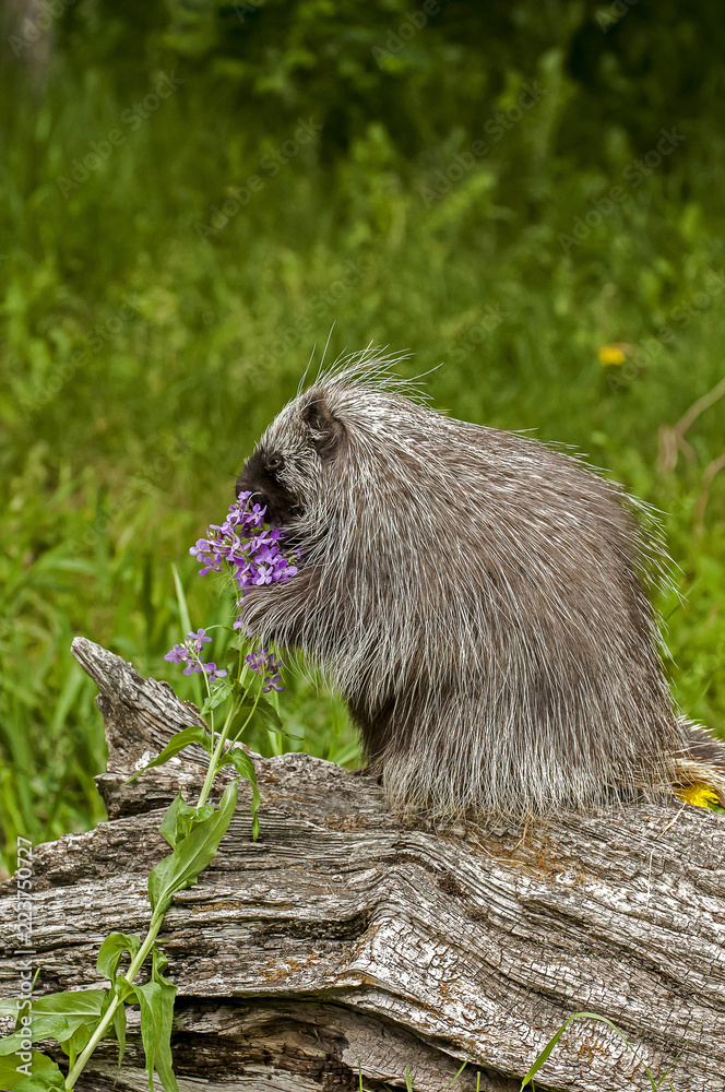 Naklejka premium Porcupine Eating Flower