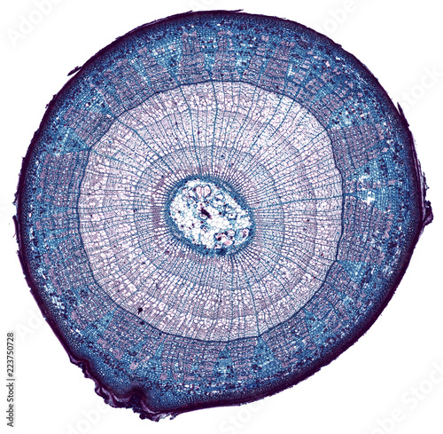 basswood stem - cross section cut under the microscope – microscopic view of plant cells for botanic education